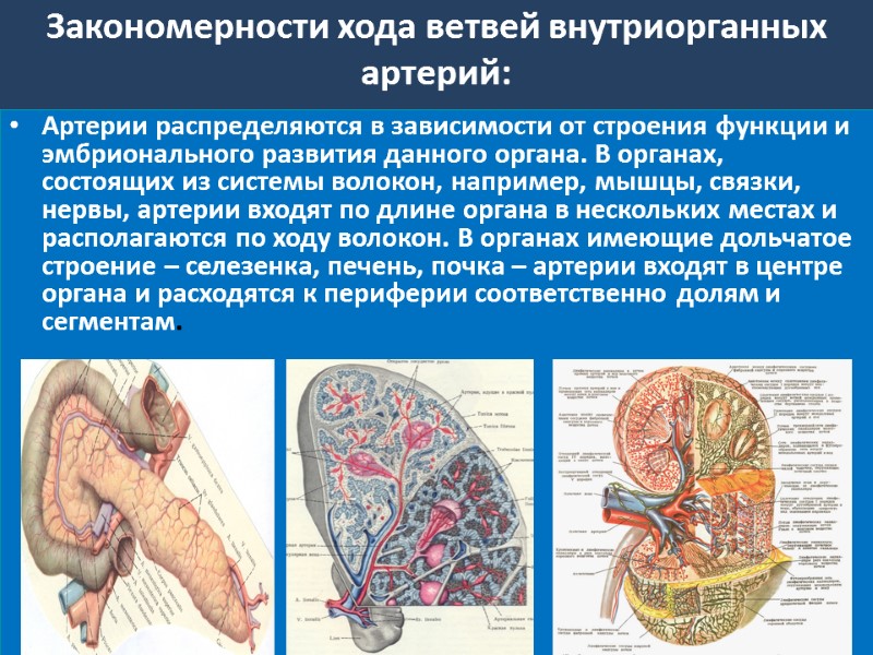 Закономерности хода ветвей внутриорганных артерий:  Артерии распределяются в зависимости от строения функции и